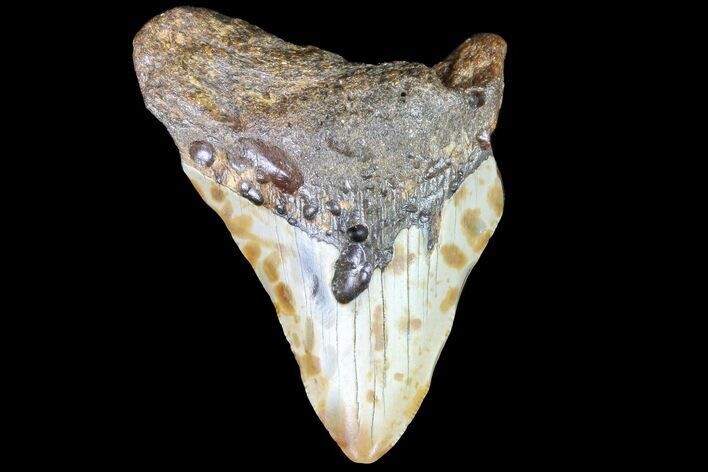 Bargain, Megalodon Tooth - North Carolina #76355